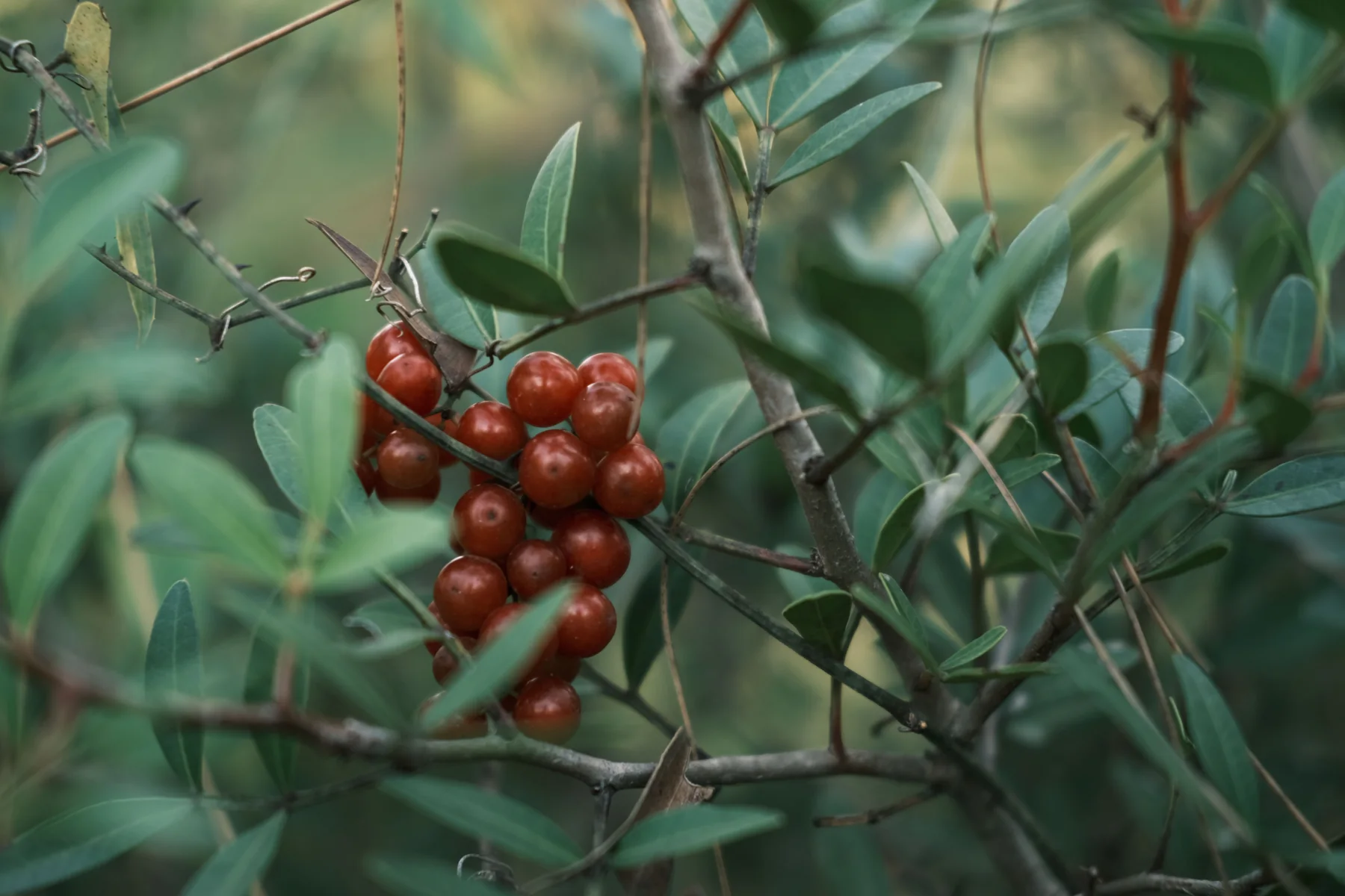 Catuaba bark