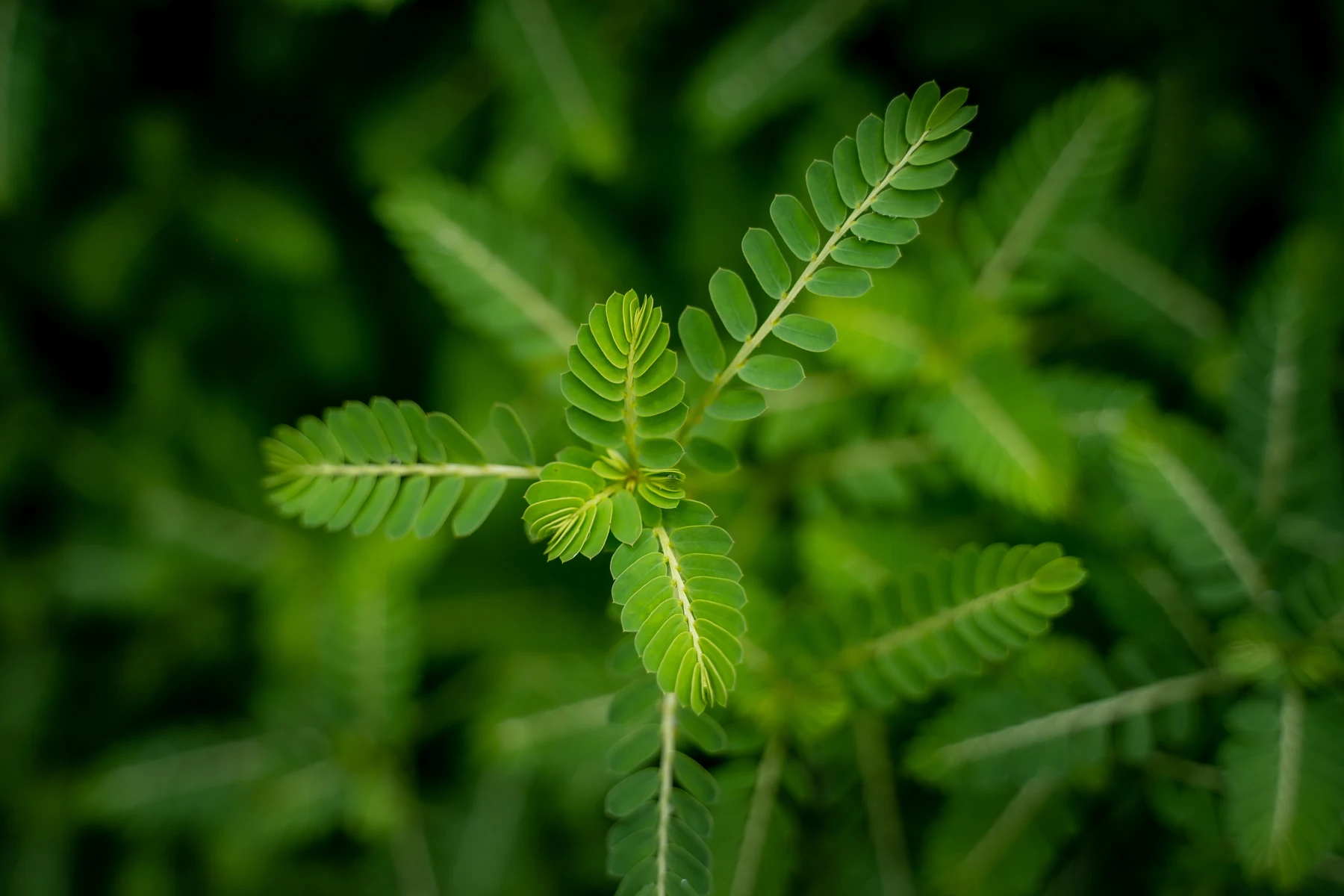 Tribulus terrestris fruit