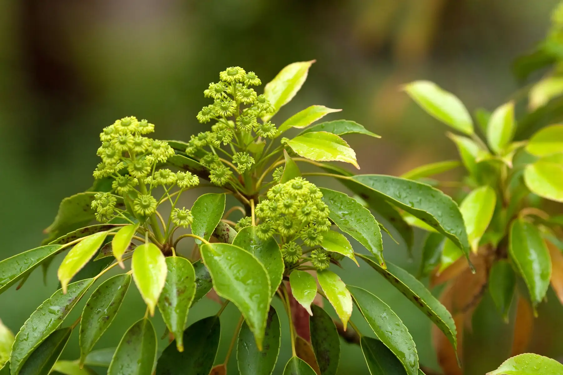 Muira puama bark, the first name in the blend